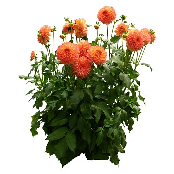 现代植物大丽花su模型下载，大丽花sketchup模型分享