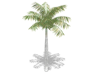 棕榈树乔木<em>su模型</em>，景观<em>绿植</em>草图大师模型下载