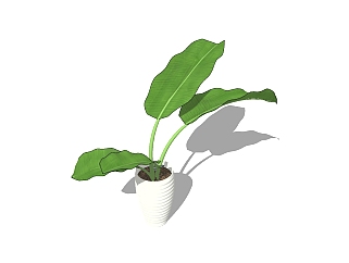 芭蕉植物盆栽免费su模型下载，植物芭蕉盆栽草图大师模型