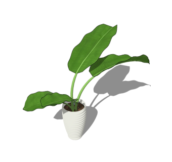 芭蕉植物盆栽免费su模型下载，植物芭蕉盆栽草图大师模型