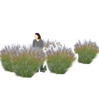 粉黛乱子草灌木丛sketchup模型，常绿灌木skp文件下载