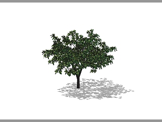 重阳木景观<em>树</em>草图大师模型，植物<em>树</em>sketchup模型下载