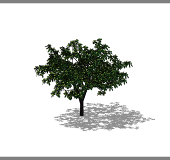 重阳木景观树草图大师模型，植物树sketchup模型下载