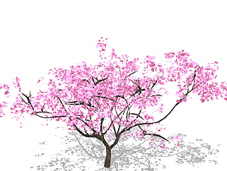 樱花乔木sketchup素材，景观绿植草图大师模型下载