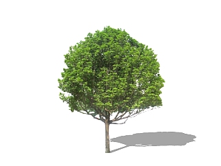 <em>金桂</em>景观树免费su模型下载、景观树草图大师模型下载
