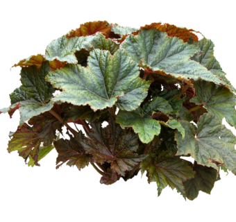 现代植物秋海棠su模型下载，秋海棠草图大师模型分享