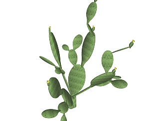 仙人掌<em>绿植</em>sketchup模型，现代观叶植物skp文件下载