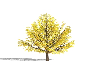 银杏景观<em>树SU模型</em>，银杏植物树草图大师模型