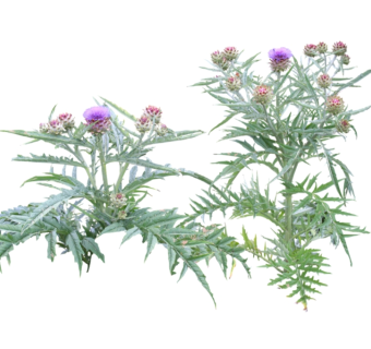 翼蓟su模型免费下载，草图大师植物草模型分享