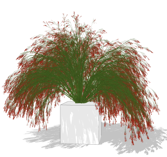 爆仗竹绿植sketchup模型，现代观花植物skp文件下载