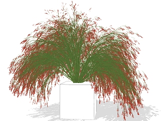 爆仗<em>竹</em>绿植sketchup模型，<em>现代</em>观花植物skp文件下载