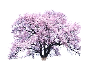 樱花景观树组件免费su模型下载、景观树草图大师模型下载