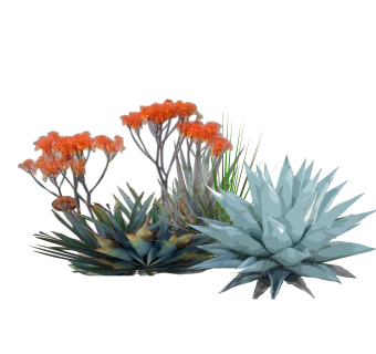 龙舌兰绿植sketchup模型，现代观花植物skp文件下载