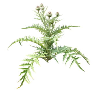 菜蓟su模型免费下载，草图大师植物草模型分享