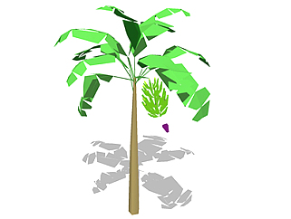 香蕉<em>树乔木</em>sketchup素材，景观绿植草图大师模型下载