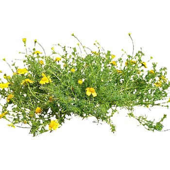 现代植物金鸡菊su模型下载，金鸡菊草图大师模型分享