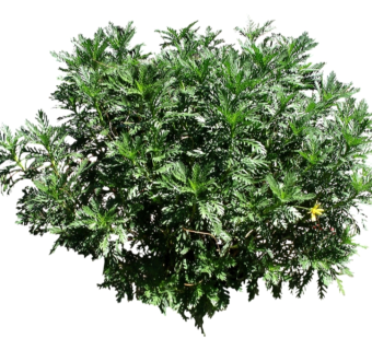 黄金菊su模型免费下载，草图大师植物草模型分享