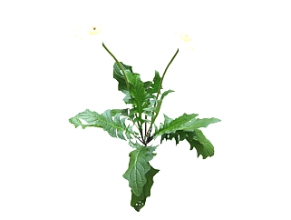 非洲菊su模型免费下载，草图大师植物花模型分享