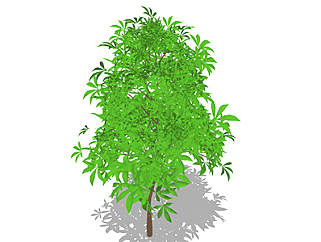 芒果树乔木草图大师模型，景观绿植sketchup素材下载