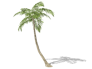 棕榈<em>树</em>乔木sketchup素材，景观绿植<em>草图大师模型</em>下载