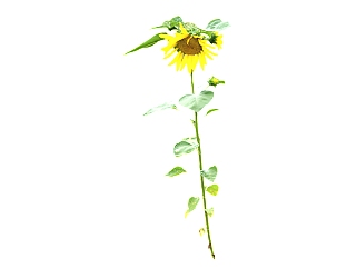 现代植物向日葵su模型下载，向日葵草图大师模型分享