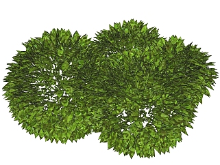 大叶黄杨灌木丛sketchup模型，常绿灌木skp文件下载