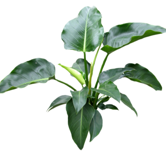 绿帝王蔓绿绒草图大师模型，sketchup植物草模型下载