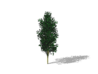 银杏景观树sketchup模型免费下载 ，银杏树草图大师模型