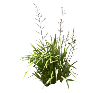 凤尾丝兰su模型免费下载，草图大师植物草模型分享