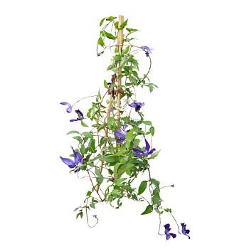 现代植物华中铁线莲su模型下载，华中铁线莲草图大师模型