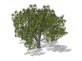 朴树乔木su素材，景观绿植草图大师模型下载