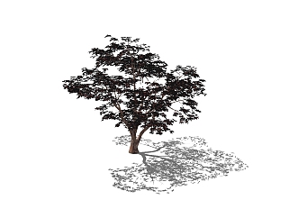 现代<em>红枫</em>sketchup模型免费下载，<em>景观树</em>草图大师模型
