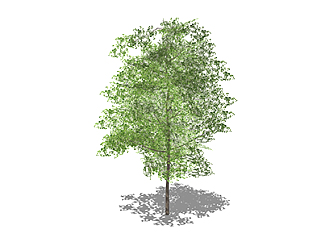 枫香树乔木su素材，景观绿植草图大师模型下载