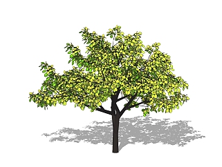 银杏景观树免费su模型下载、景观草图大师模型下载