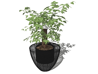 现代植物盆栽草图大师模型，发财<em>树</em>sketchup模型下载
