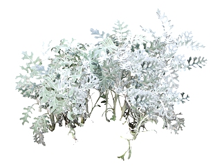 银叶菊植物草图大师模型，sketchup植物银叶菊模型下载