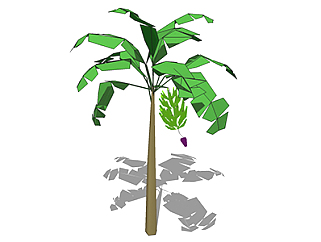 香蕉<em>树</em>乔木草图大师模型，景观绿植sketchup素材下载