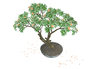 鸡蛋花树盆栽su素材，景观绿植草图大师模型下载