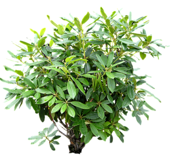 鹅掌柴草图大师模型，sketchup植物草鹅掌柴模型下载