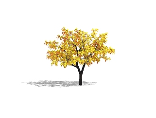 <em>金叶</em>复叶槭草图大师模型下载，植物树sketchup模型下载