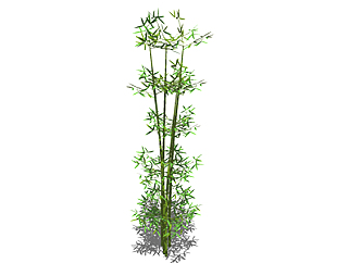 苦竹植物su模型，景观绿植草图大师模型下载