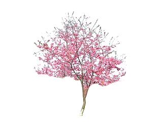 现代桃花树免费su模型下载、桃花树草图大师模型下载