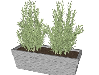 迷迭香绿植sketchup模型，现代观叶植物skp文件下载