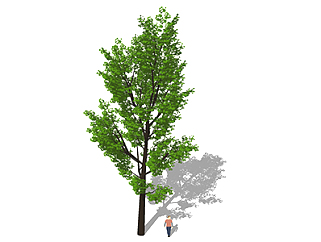 红花槭乔木sketchup素材，景观绿植草图大师模型下载