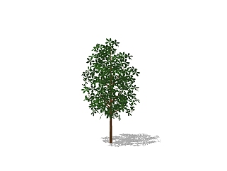 现代香樟草图大师模型，常绿乔木su模型免费下载