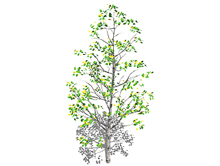 黄槿乔木草图大师模型，景观绿植sketchup素材下载