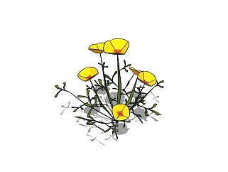 <em>毛茛</em>植物skb模型分享，植物花草图大师模型免费下载