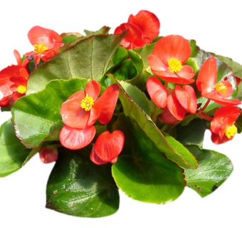 现代植物四季海棠su模型下载，四季海棠草图大师模型分享