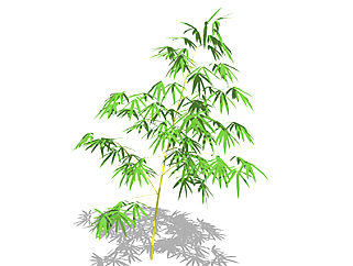 牛耳<em>竹</em>植物su模型，<em>景观</em>绿植草图大师模型下载
