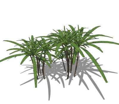 棕竹绿植sketchup模型，现代花卉植物skp文件下载